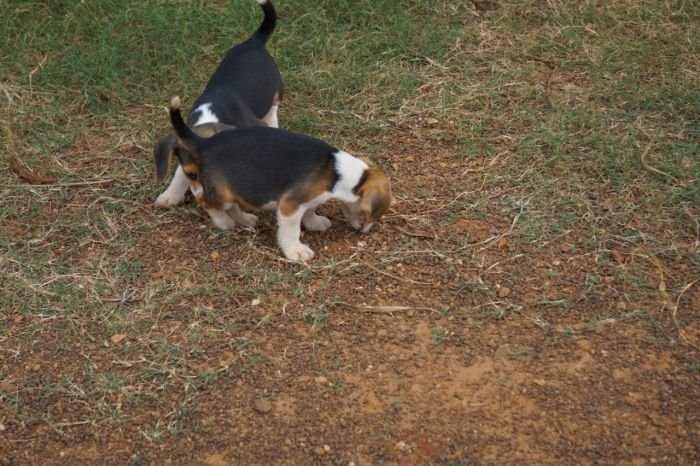 DogsIndia.com - Beagle - Marathon Riders - Amith Walton