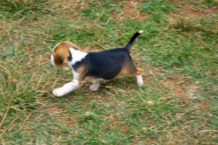 DogsIndia.com - Beagle - Marathon Riders - Amith Walton