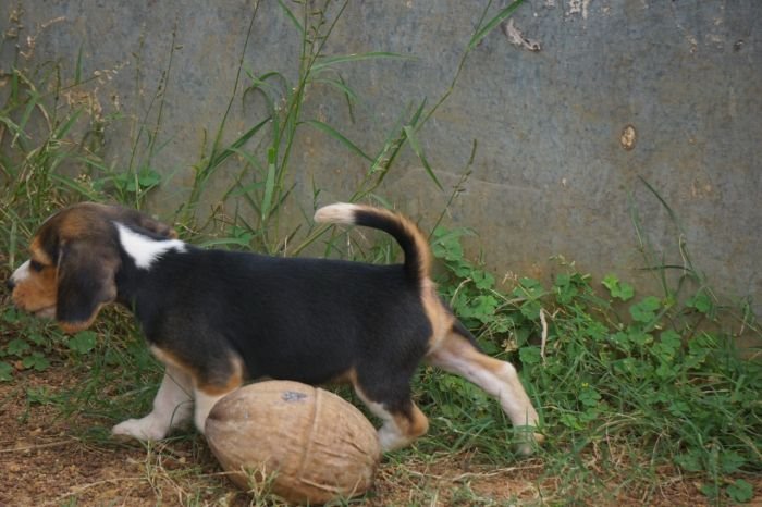 DogsIndia.com - Beagle - Marathon Riders - Amith Walton