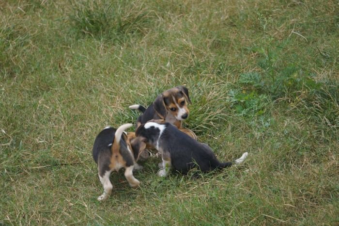 DogsIndia.com - Beagle - Marathon Riders - Amith Walton