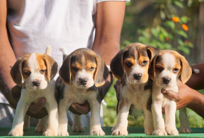 DogsIndia.com - Beagle - Marathon Riders - Amith Walton