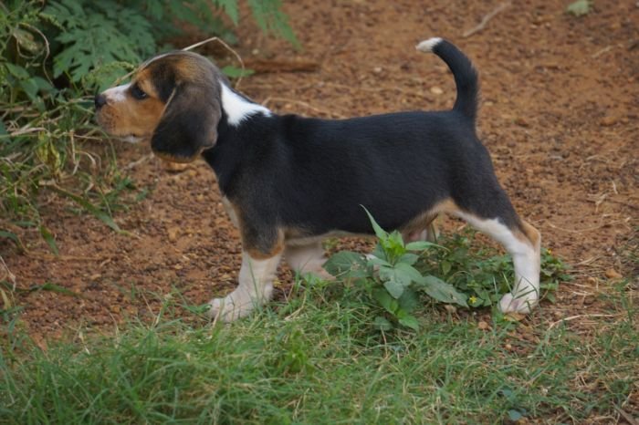 DogsIndia.com - Beagle - Marathon Riders - Amith Walton