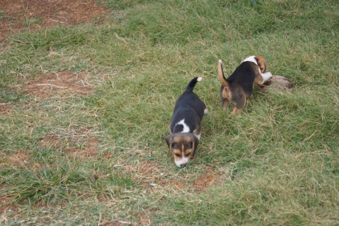 DogsIndia.com - Beagle - Marathon Riders - Amith Walton