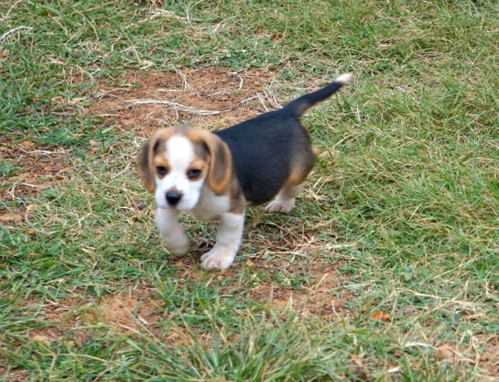 DogsIndia.com - Beagle - Marathon Riders - Amith Walton