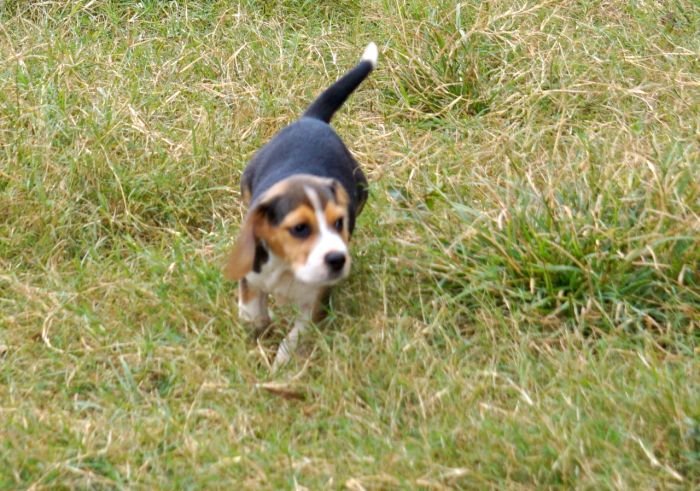 DogsIndia.com - Beagle - Marathon Riders - Amith Walton