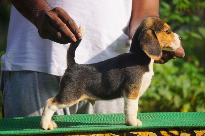DogsIndia.com - Beagle - Marathon Riders - Amith Walton