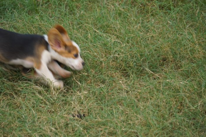 DogsIndia.com - Beagle - Marathon Riders - Amith Walton