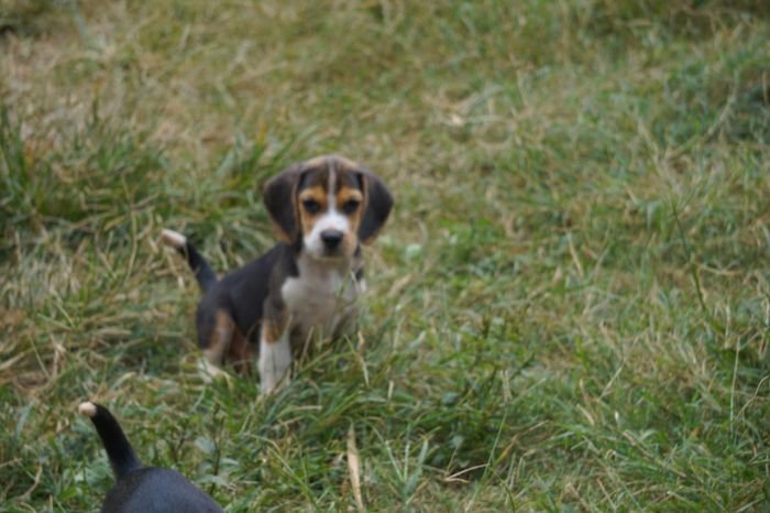 DogsIndia.com - Beagle - Marathon Riders - Amith Walton