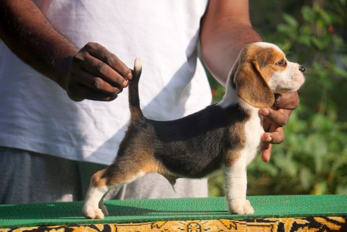 DogsIndia.com - Beagle - Marathon Riders - Amith Walton