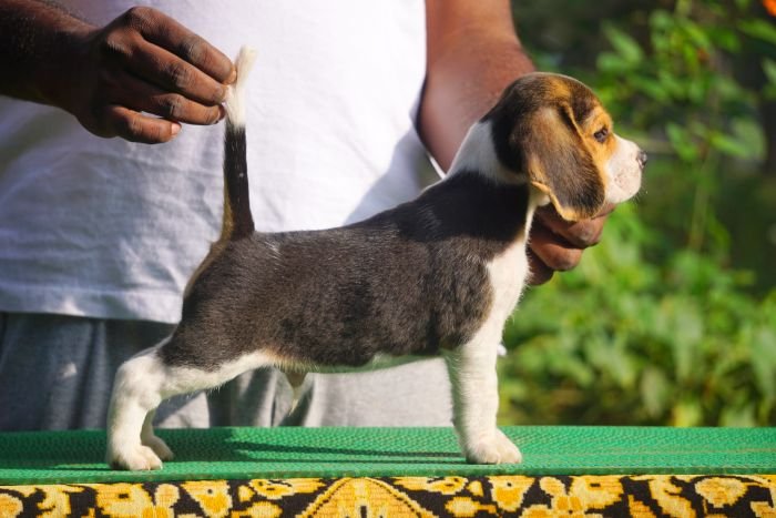 DogsIndia.com - Beagle - Marathon Riders - Amith Walton