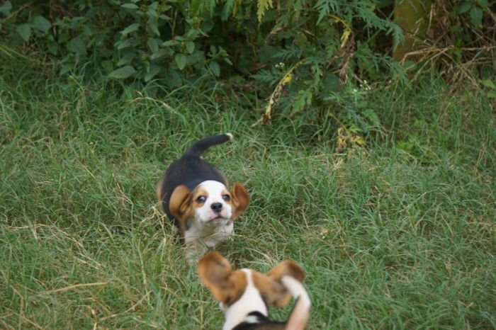 DogsIndia.com - Beagle - Marathon Riders - Amith Walton