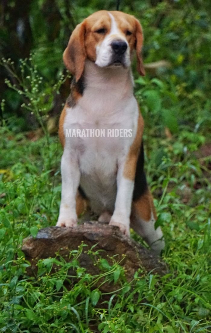 DogsIndia.com - Beagle - Marathon Riders - Amith Walton