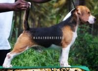 DogsIndia.com - Beagle - Marathon Riders - Amith Walton