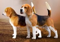DogsIndia.com - Beagle - Bigben - Sharma Ramesh