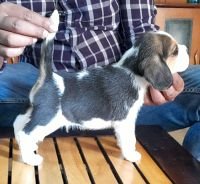 DogsIndia.com - Beagle - Brijesh Nair