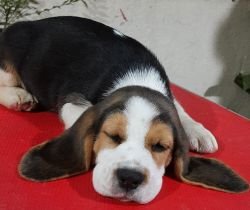 DogsIndia.com - Beagle - Brijesh Nair