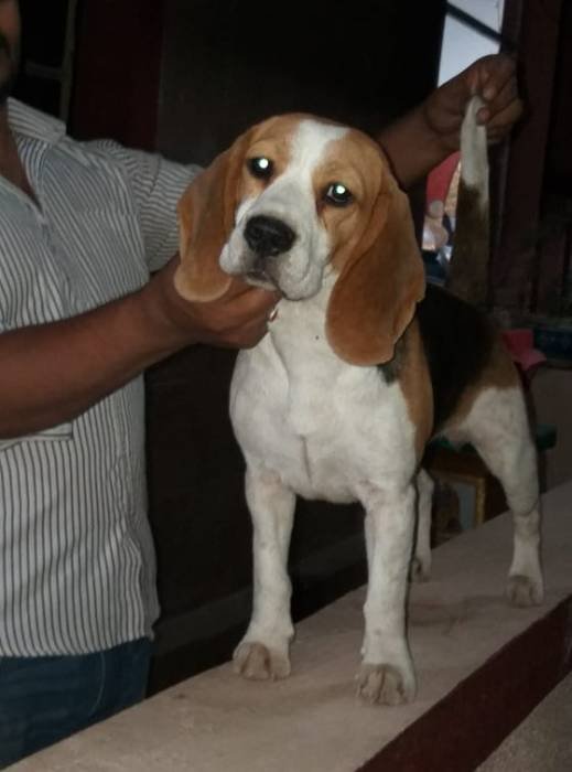 DogsIndia.com - Beagle - Brijesh Nair