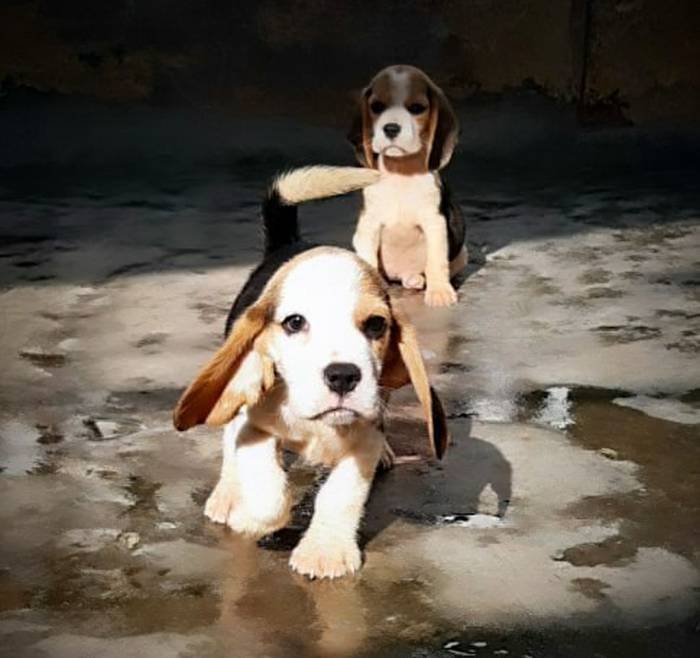 DogsIndia.com - Beagle - Brijesh Nair