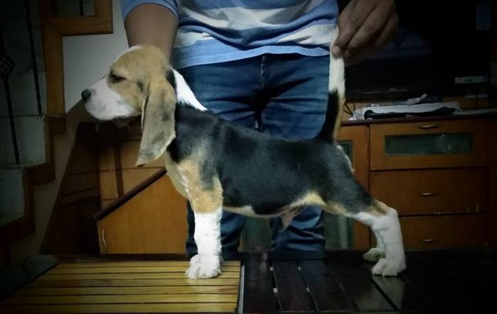 DogsIndia.com - Beagle - Brijesh Nair