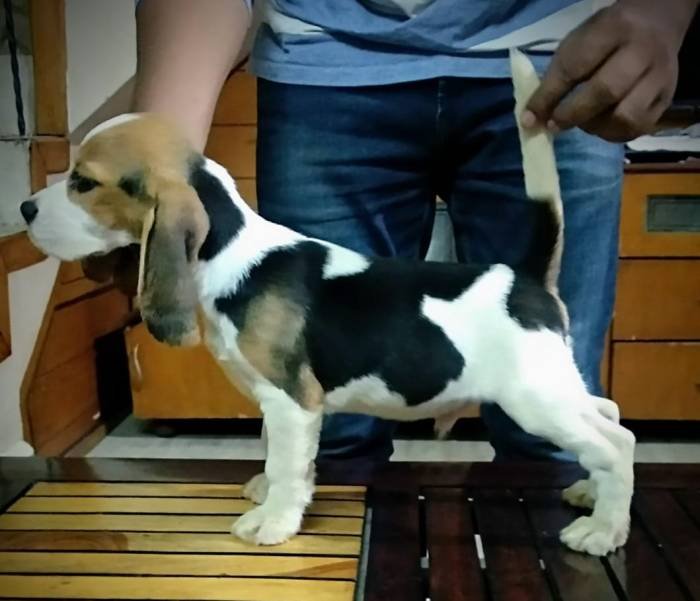 DogsIndia.com - Beagle - Brijesh Nair