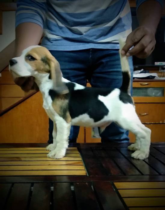 DogsIndia.com - Beagle - Brijesh Nair