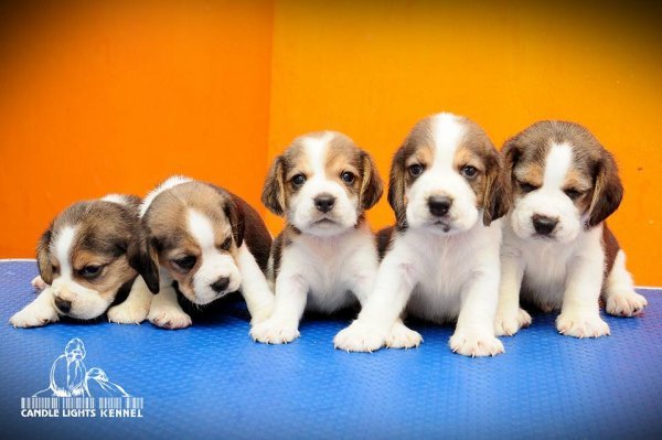 DogsIndia.com - Beagle - Candle Lights Kennel