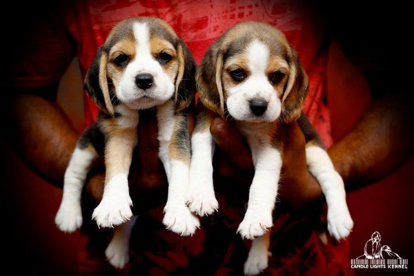 DogsIndia.com - Beagle - Candle Lights Kennel