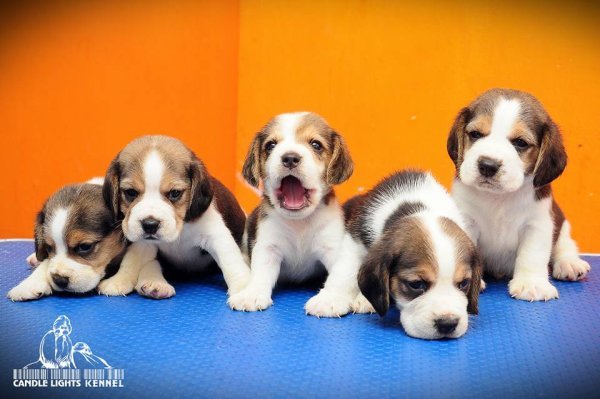 DogsIndia.com - Beagle - Candle Lights Kennel