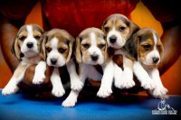 DogsIndia.com - Beagle - Candle Lights Kennel