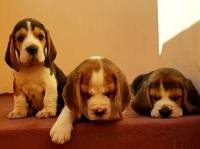 DogsIndia.com - Beagle - Crossfield's - Easwaramoorthy