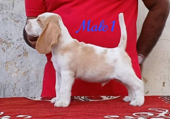 DogsIndia.com - Beagle - Crossfield's - Easwaramoorthy