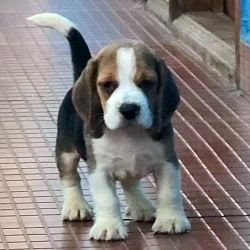DogsIndia.com - Beagle - Crossfields