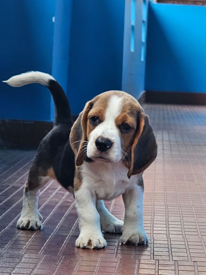 DogsIndia.com - Beagle - Crossfields