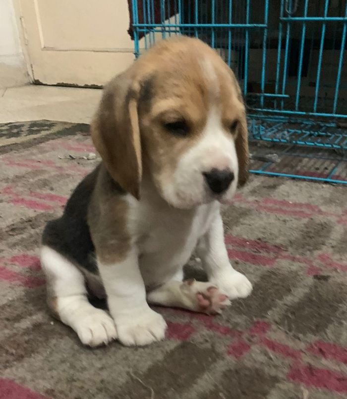 DogsIndia.com - Beagle - Deepak Anand