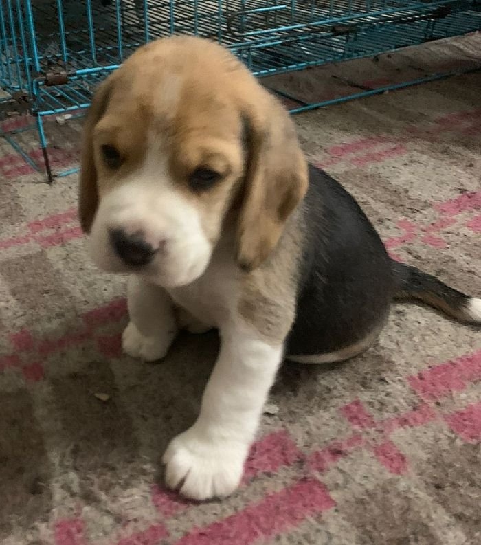 DogsIndia.com - Beagle - Deepak Anand