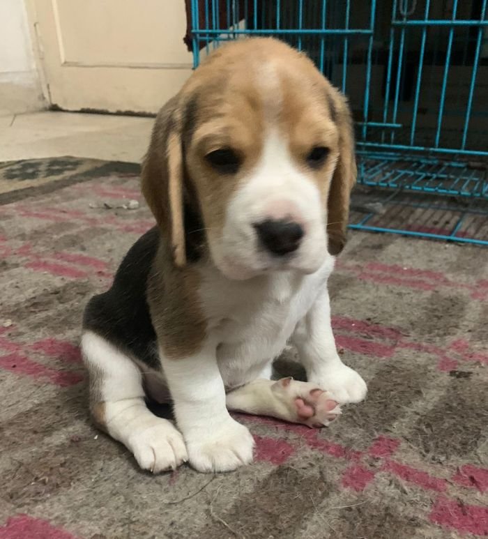 DogsIndia.com - Beagle - Deepak Anand