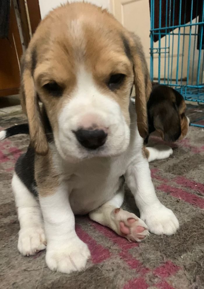 DogsIndia.com - Beagle - Deepak Anand