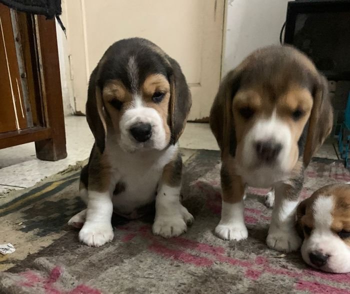 DogsIndia.com - Beagle - Deepak Anand