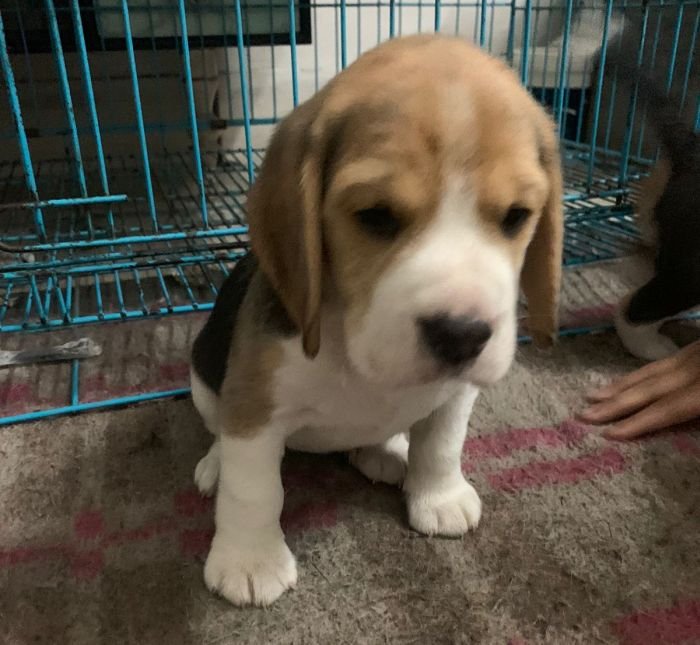 DogsIndia.com - Beagle - Deepak Anand