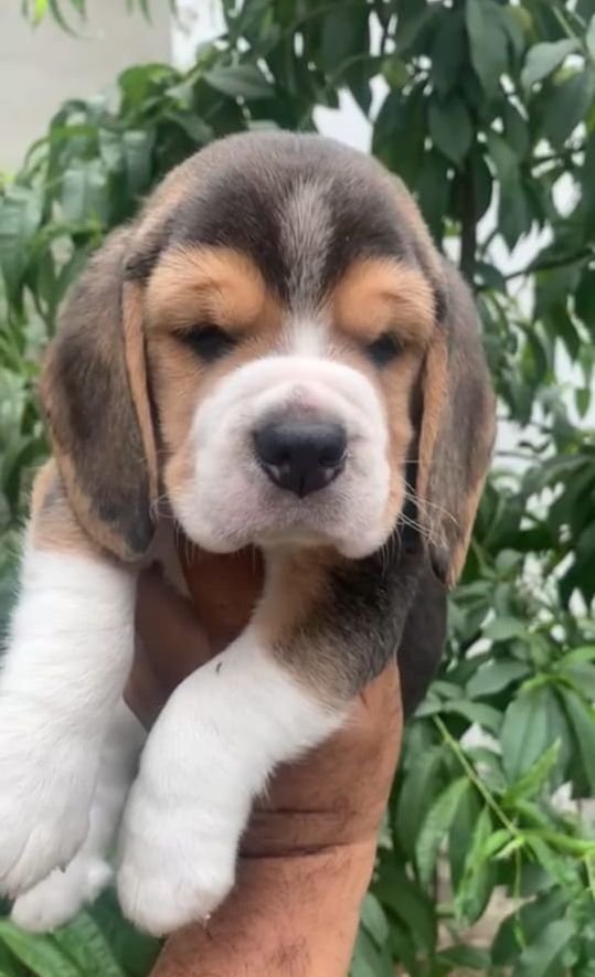 DogsIndia.com - Beagle - Deepak Anand