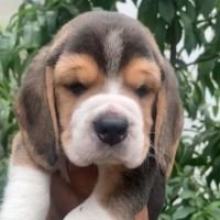 DogsIndia.com - Beagle - Deepak Anand