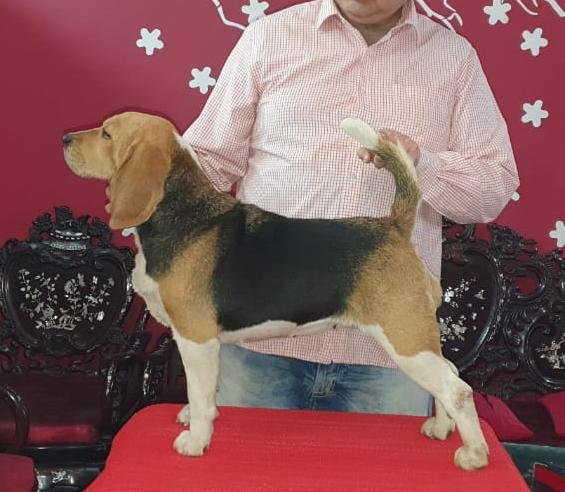 DogsIndia.com - 10 Month Old Beagle - Dr. Ravi