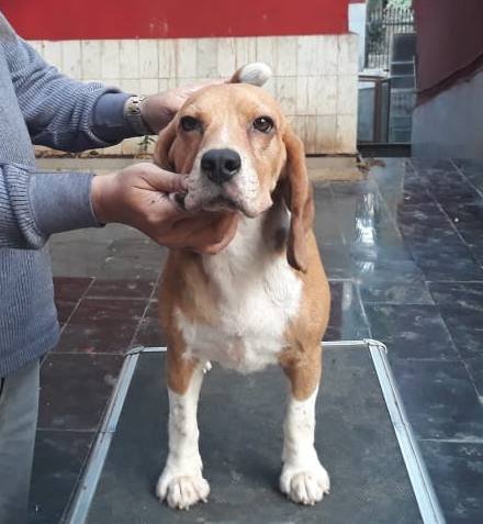 10 Month Old Beagle Male Puppy - Dr. Ravi