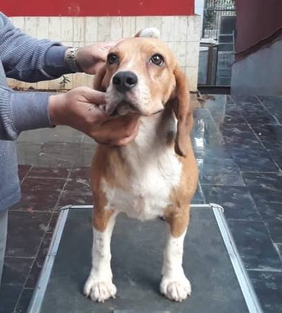 10 Month Old Beagle Male Puppy - Dr. Ravi