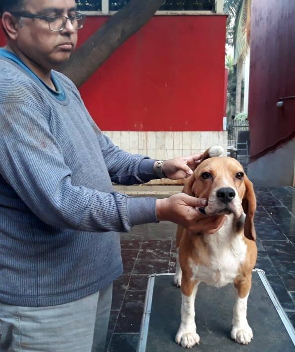 10 Month Old Beagle Male Puppy - Dr. Ravi