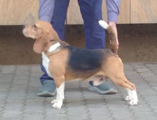 10 Month Old Beagle Male Puppy - Dr. Ravi