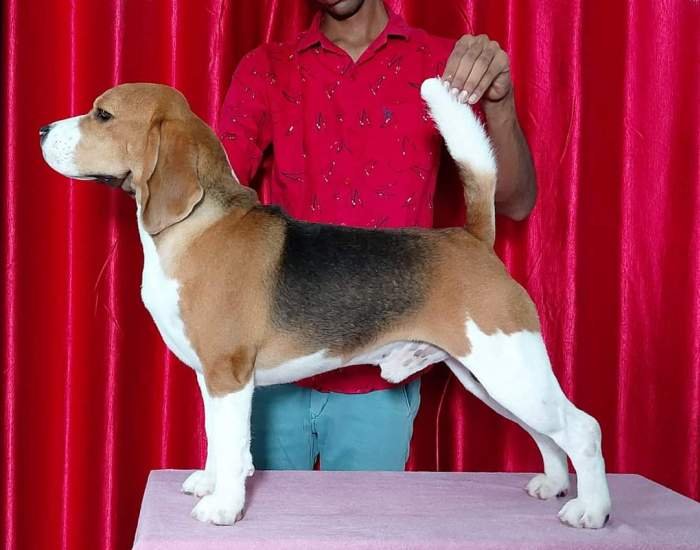 DogsIndia.com - Beagle Available at Stud at Mumbai - Dr. Ravi