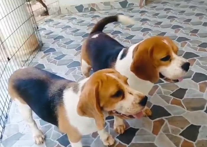 DogsIndia.com  Beagle Faithtrot