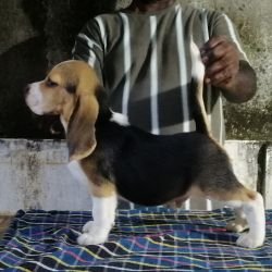DogsIndia.com  Beagle Faithtrot