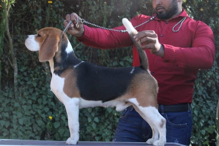 DogsIndia.com  Beagle Faithtrot